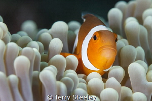 'Finding Nemo in Raja Ampat'
—
Subal underwater housing... by Terry Steeley 